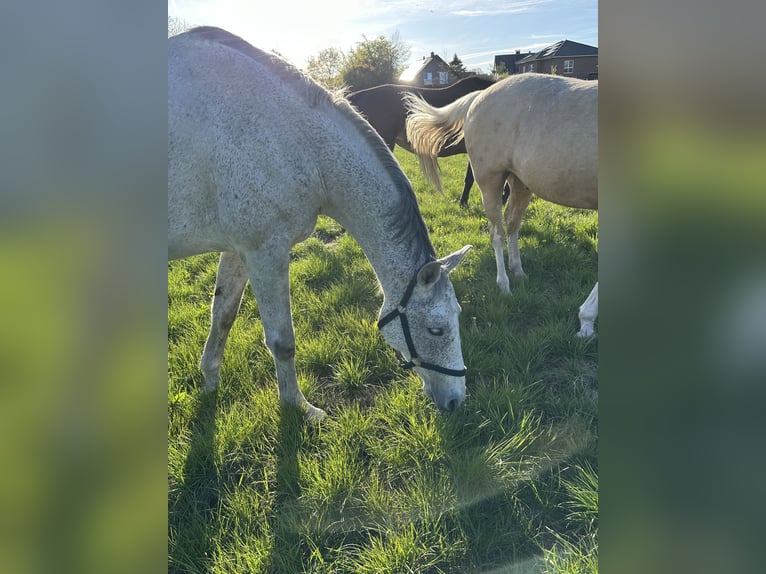 Hannoveraan Merrie 8 Jaar 168 cm Schimmel in Wahrenholz