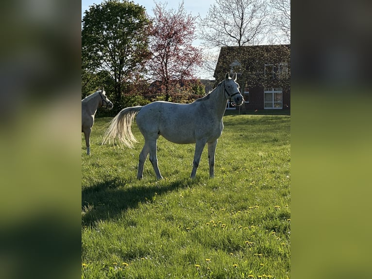 Hannoveraan Merrie 8 Jaar 168 cm Schimmel in Wahrenholz