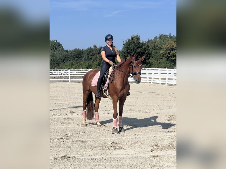 Hannoveraan Merrie 8 Jaar 168 cm Vos in Dortmund