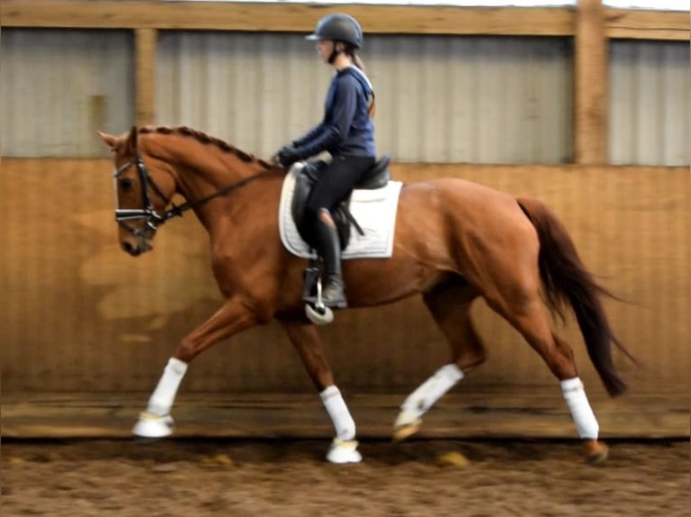 Hannoveraan Merrie 8 Jaar 168 cm Vos in Fredenbeck