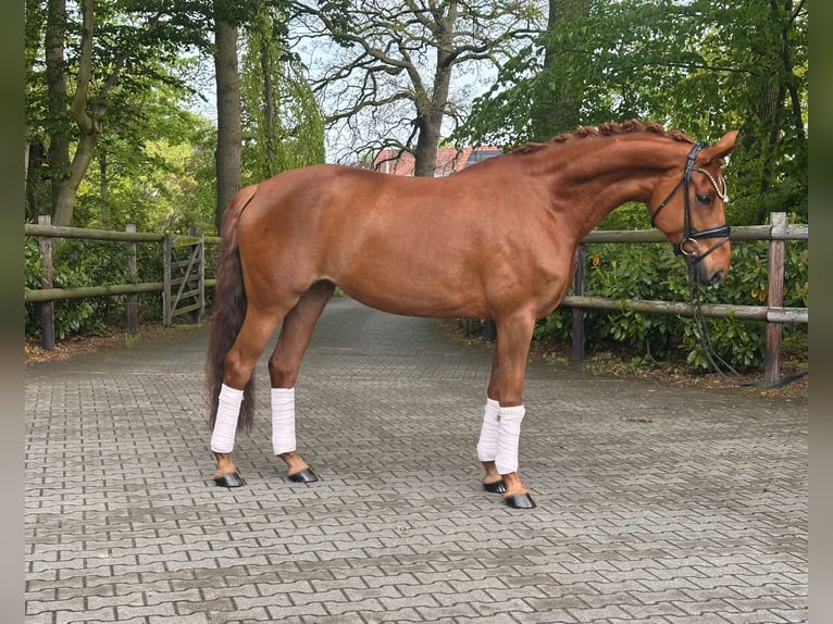 Hannoveraan Merrie 8 Jaar 168 cm Vos in Neuenkirchen-Vörden