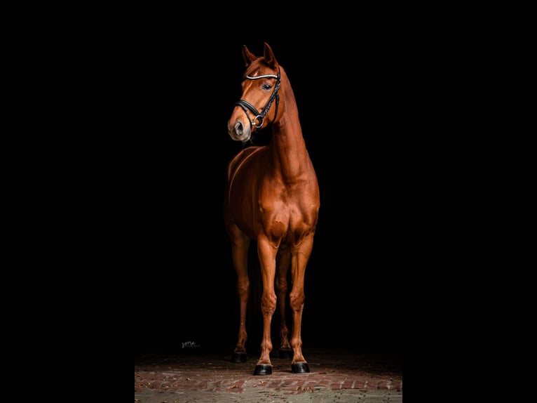Hannoveraan Merrie 8 Jaar 168 cm Vos in Neuenkirchen-Vörden