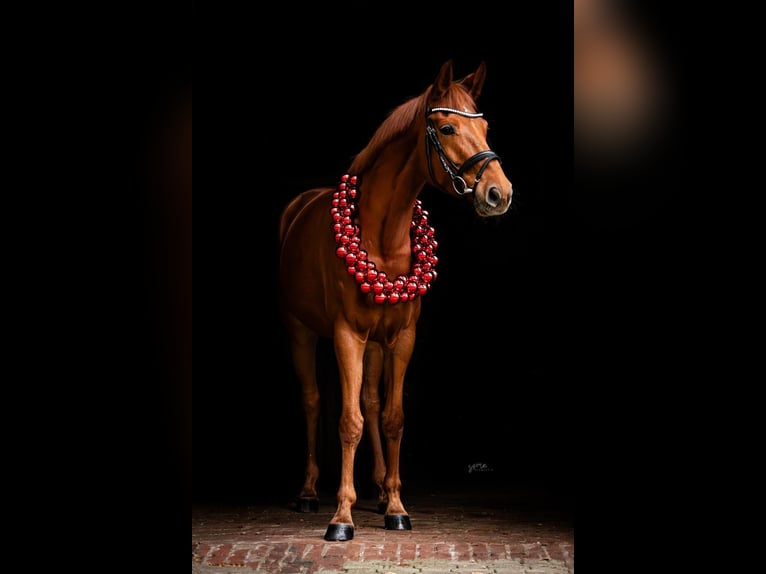 Hannoveraan Merrie 8 Jaar 168 cm Vos in Neuenkirchen-Vörden