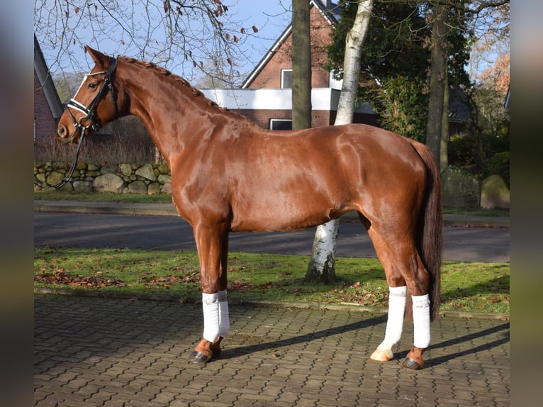 Hannoveraan Merrie 8 Jaar 168 cm Vos in Fredenbeck