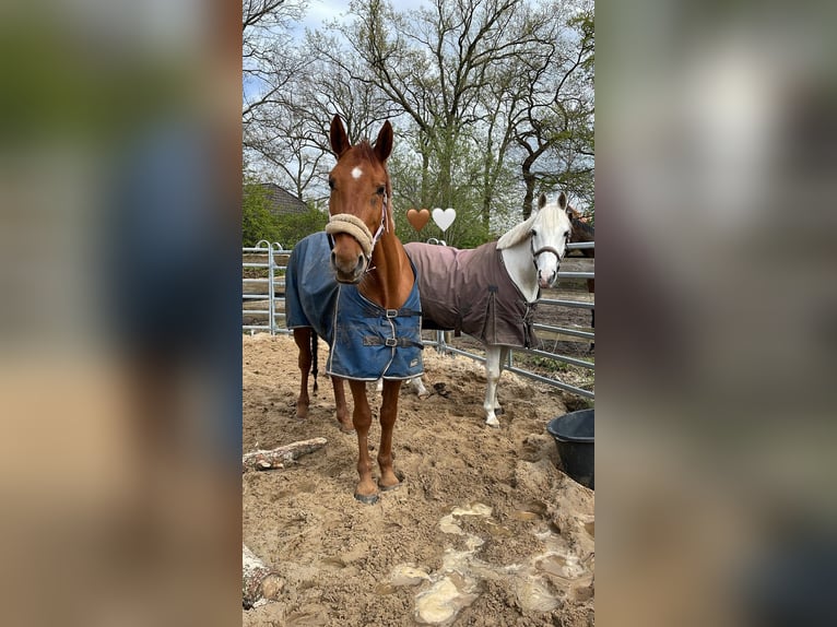 Hannoveraan Merrie 8 Jaar 168 cm Vos in Schiffdorf