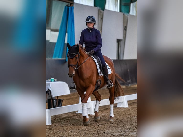 Hannoveraan Merrie 8 Jaar 168 cm Vos in Schiffdorf