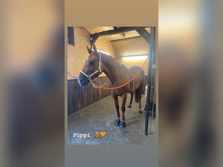 Hannoveraan Merrie 8 Jaar 168 cm Vos in Schiffdorf