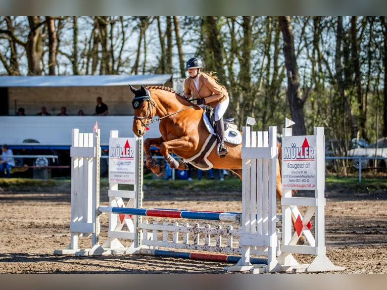 Hannoveraan Merrie 8 Jaar 168 cm Vos in Schiffdorf
