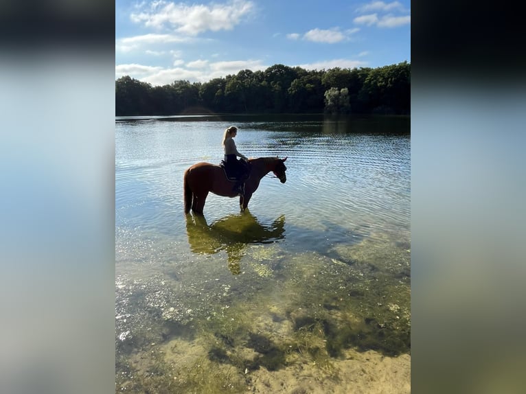 Hannoveraan Merrie 8 Jaar 168 cm Vos in Schiffdorf