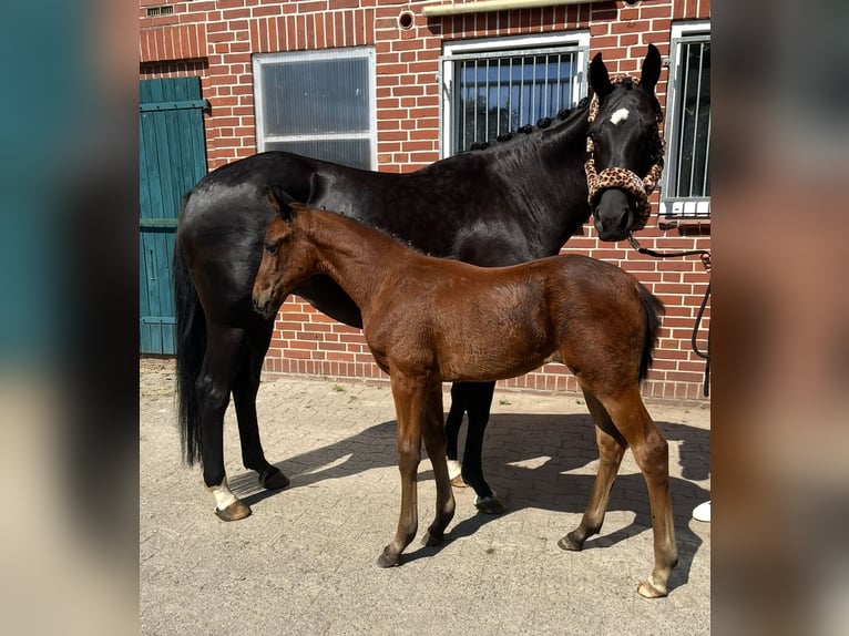 Hannoveraan Merrie 8 Jaar 168 cm Zwart in Bassum