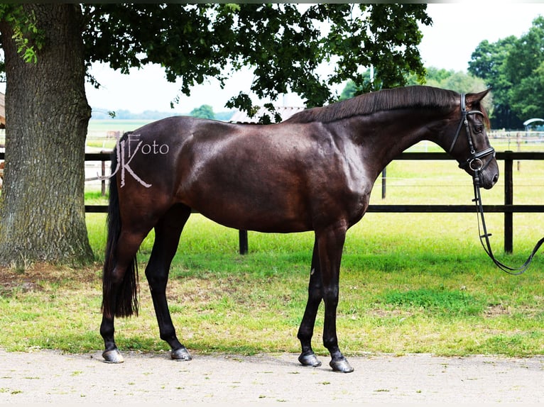 Hannoveraan Merrie 8 Jaar 168 cm Zwart in Zeven