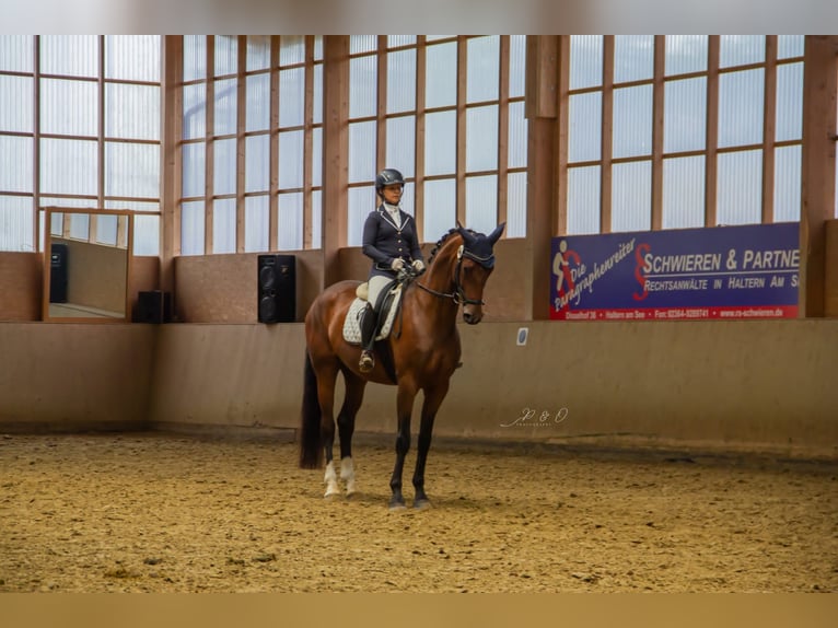 Hannoveraan Merrie 8 Jaar 169 cm Bruin in Moers