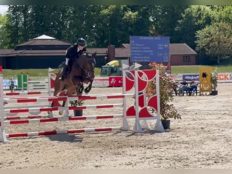 Hannoveraan Merrie 8 Jaar 169 cm Donkerbruin in Siedenburg