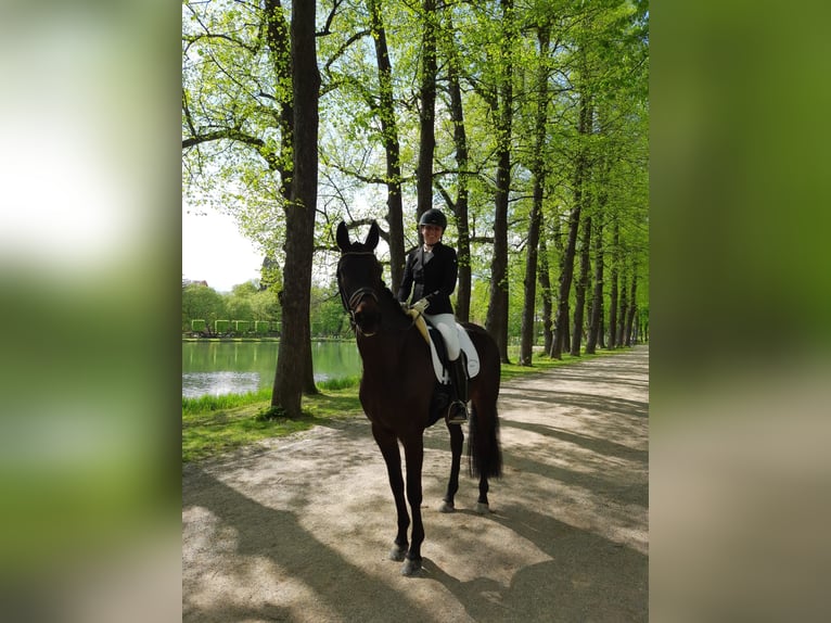 Hannoveraan Merrie 8 Jaar 169 cm Zwart in Moers