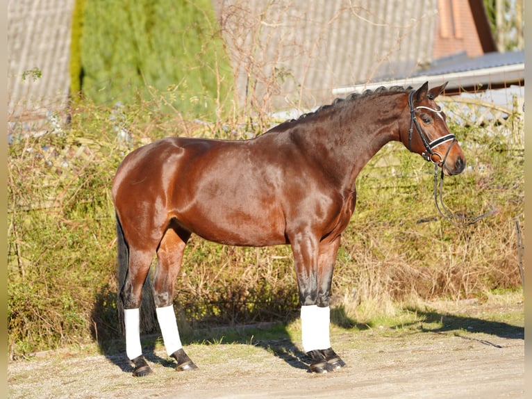 Hannoveraan Merrie 8 Jaar 170 cm Bruin in Hohenfelde