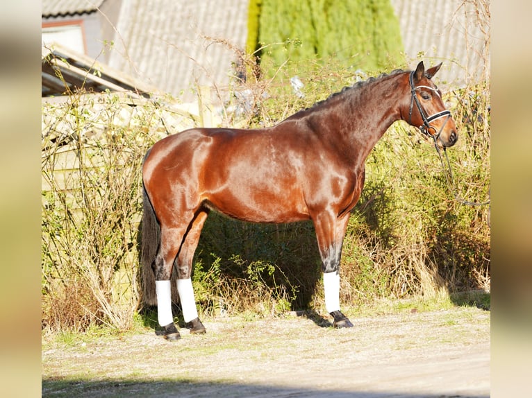 Hannoveraan Merrie 8 Jaar 170 cm Bruin in Hohenfelde