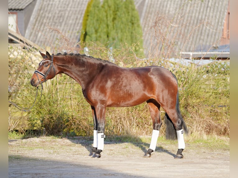 Hannoveraan Merrie 8 Jaar 170 cm Bruin in Hohenfelde