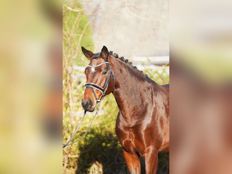 Hannoveraan Merrie 8 Jaar 170 cm Bruin in Hohenfelde