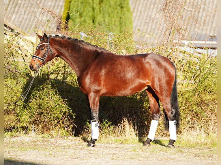 Hannoveraan Merrie 8 Jaar 170 cm Bruin in Hohenfelde