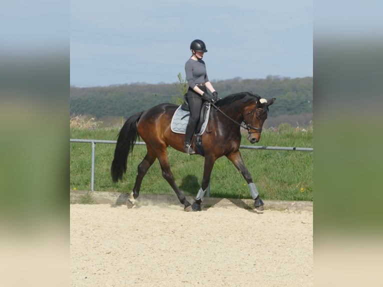 Hannoveraan Merrie 8 Jaar 170 cm Bruin in Vechelde