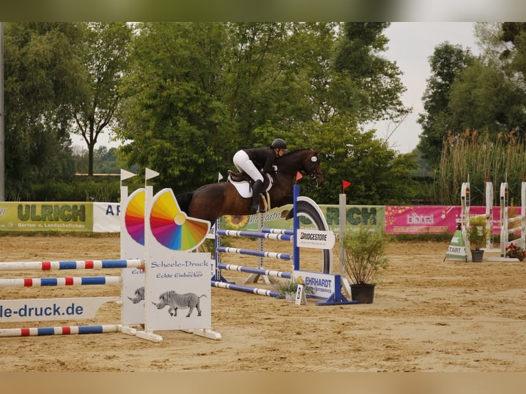 Hannoveraan Merrie 8 Jaar 170 cm Bruin in Vechelde