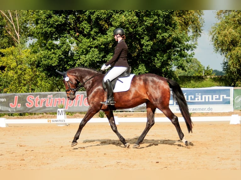 Hannoveraan Merrie 8 Jaar 170 cm Bruin in Vechelde