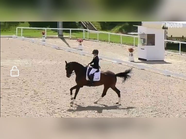 Hannoveraan Merrie 8 Jaar 170 cm Bruin in Lingen