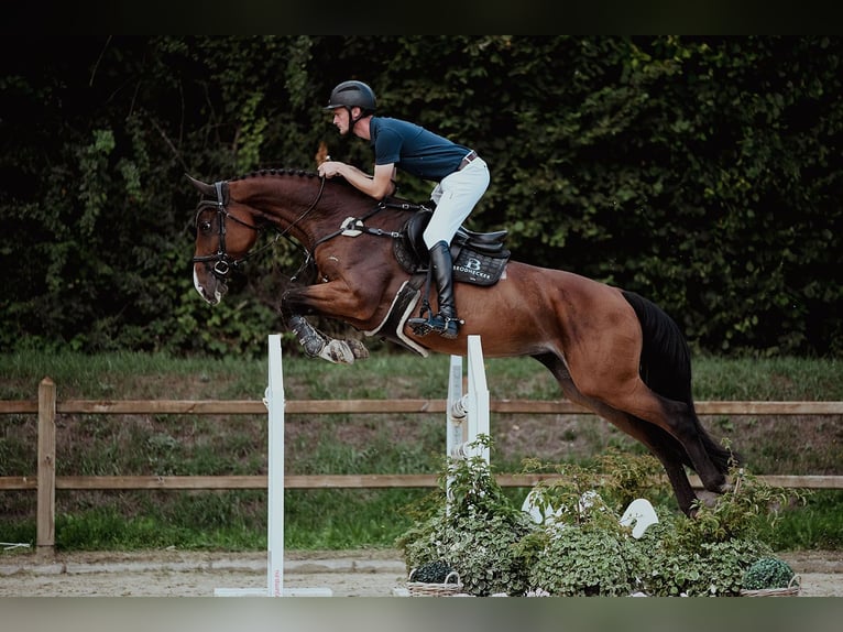 Hannoveraan Merrie 8 Jaar 170 cm Bruin in Riedstadt