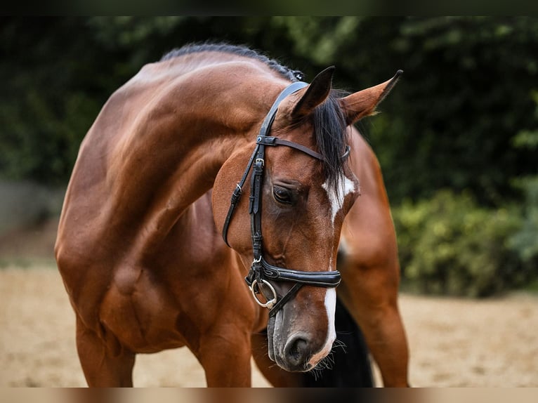 Hannoveraan Merrie 8 Jaar 170 cm Bruin in Riedstadt