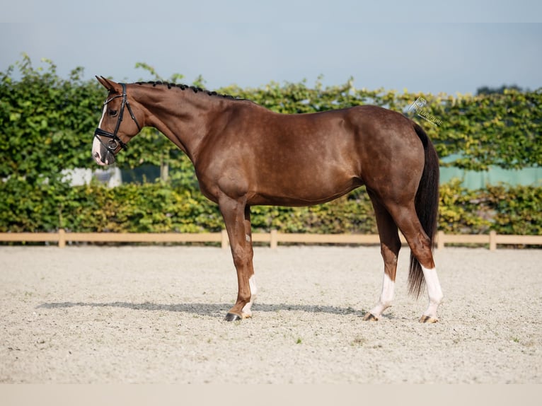 Hannoveraan Merrie 8 Jaar 170 cm Donkere-vos in Goch