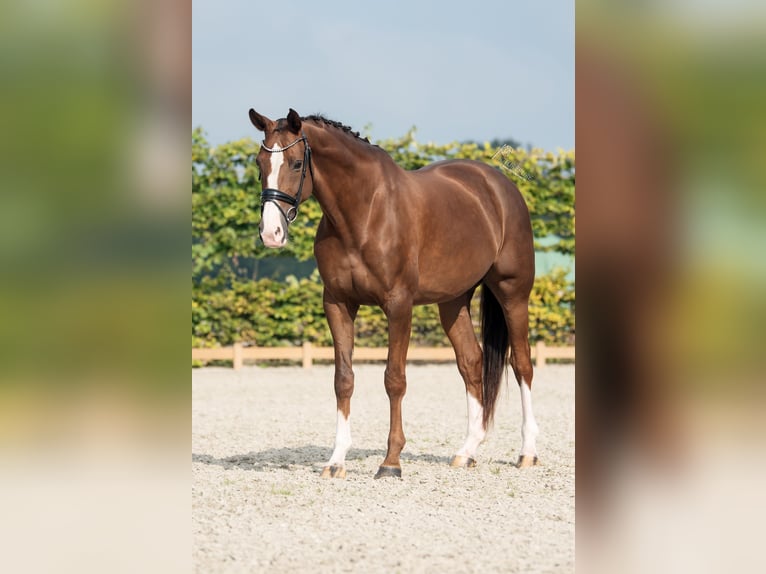 Hannoveraan Merrie 8 Jaar 170 cm Donkere-vos in Goch