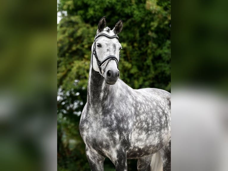 Hannoveraan Merrie 8 Jaar 170 cm Schimmel in Oisy Le Verger