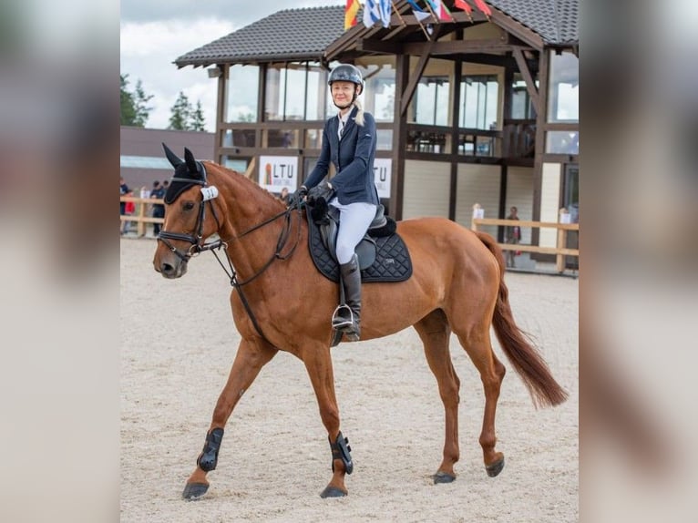 Hannoveraan Merrie 8 Jaar 170 cm Vos in Latvia