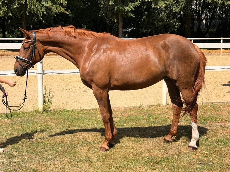 Hannoveraan Merrie 8 Jaar 170 cm Vos in Hamm