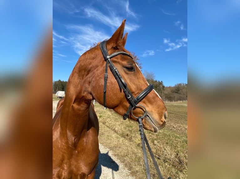 Hannoveraan Merrie 8 Jaar 170 cm Vos in Balingen