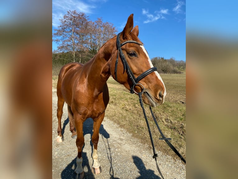 Hannoveraan Merrie 8 Jaar 170 cm Vos in Balingen