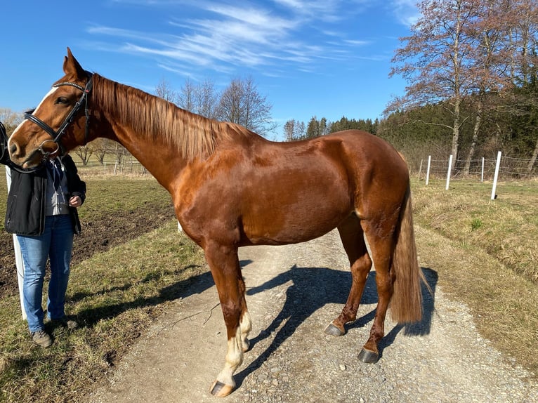 Hannoveraan Merrie 8 Jaar 170 cm Vos in Balingen