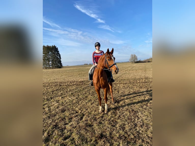 Hannoveraan Merrie 8 Jaar 170 cm Vos in Balingen