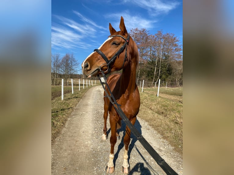 Hannoveraan Merrie 8 Jaar 170 cm Vos in Balingen