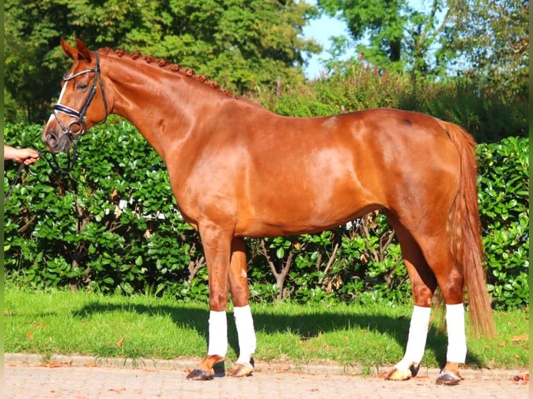 Hannoveraan Merrie 8 Jaar 170 cm Vos in Selsingen