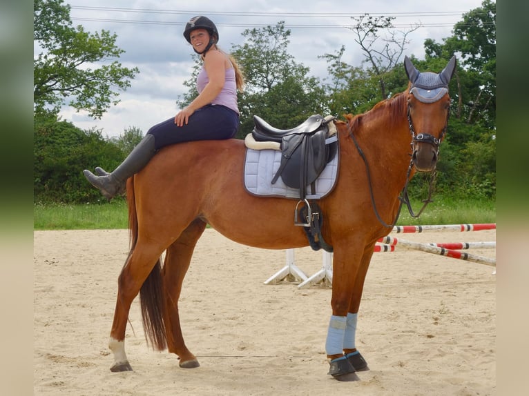 Hannoveraan Merrie 8 Jaar 170 cm Vos in Wiesbaden