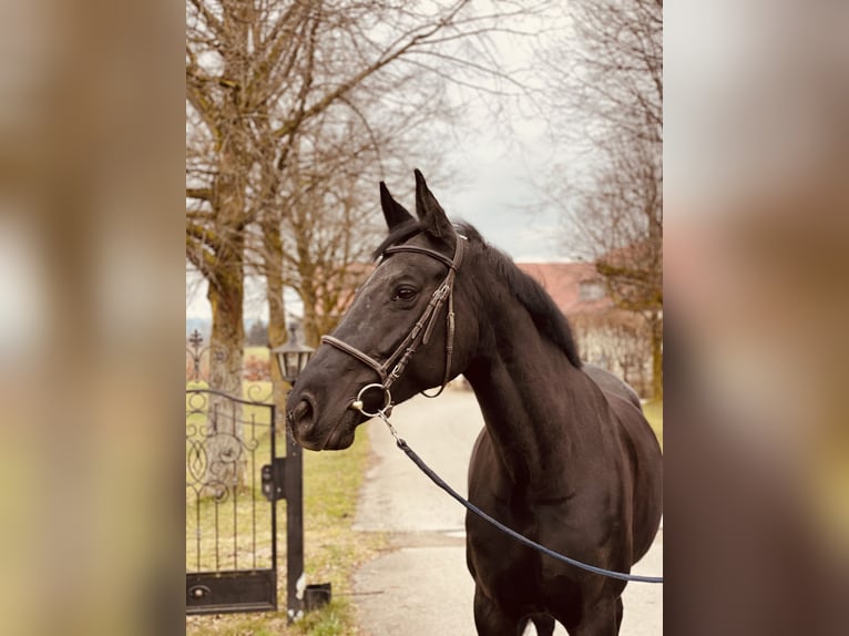 Hannoveraan Merrie 8 Jaar 170 cm Zwart in Haldenwang