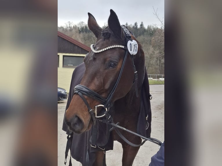 Hannoveraan Merrie 8 Jaar 171 cm Donkerbruin in Wieseth