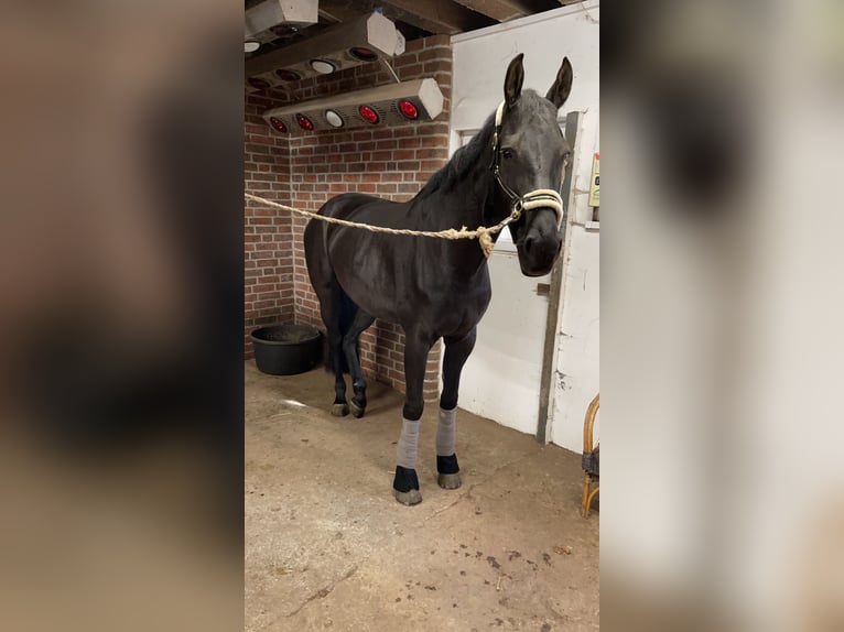 Hannoveraan Merrie 8 Jaar 171 cm in Butjadingen