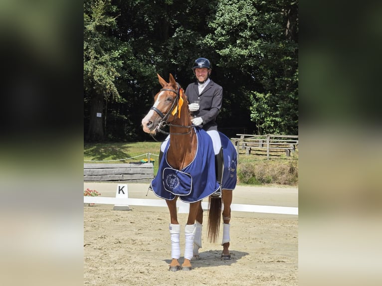 Hannoveraan Merrie 8 Jaar 171 cm Vos in Wuppertal