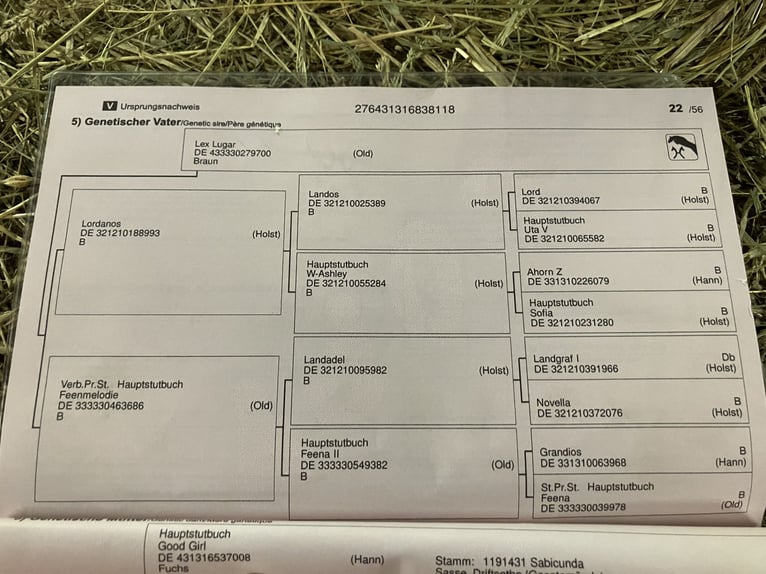 Hannoveraan Merrie 8 Jaar 171 cm Vos in Walsrode