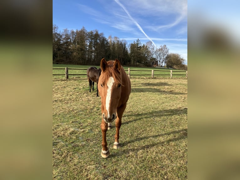 Hannoveraan Merrie 8 Jaar 171 cm Vos in Walsrode