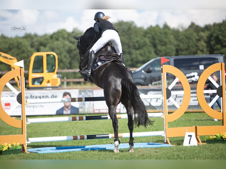 Hannoveraan Merrie 8 Jaar 171 cm Zwart in Maasen