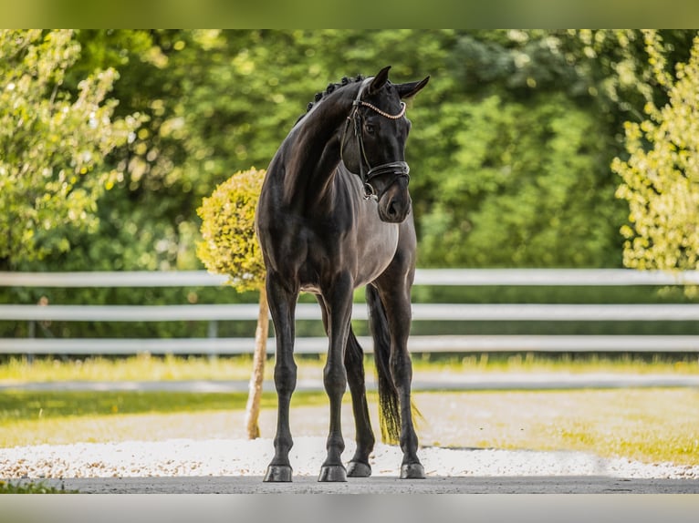 Hannoveraan Merrie 8 Jaar 171 cm Zwartbruin in Wehringen