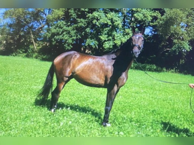 Hannoveraan Merrie 8 Jaar 172 cm Bruin in Weimar